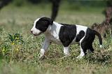 AMSTAFF  PUPPIES 091